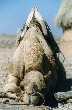 Camel, Thar desert