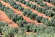 Olive groves, Spain