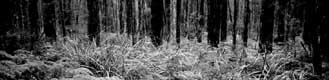Black Spur ferns