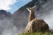 Llama admiring view, Machu Picchu